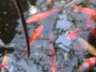 thumbs/LovelyGoldfish.JPG.jpg